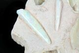 Opal Replaced Belemnite & Clam Fossils - Australia #21910-1